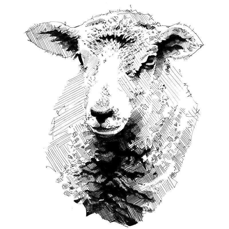 500g Lamb Shoulder Diced